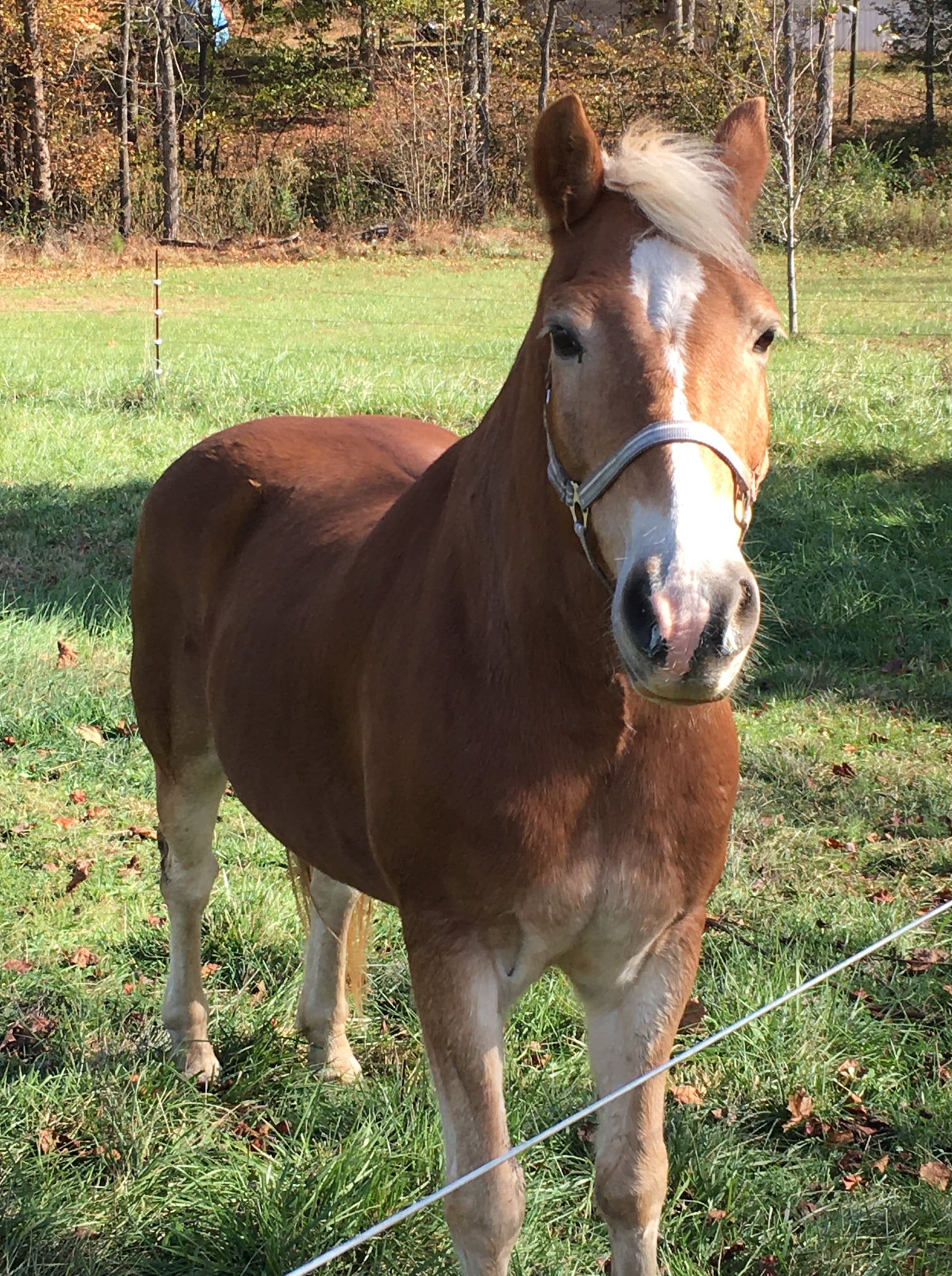 Haflinger Horses For Sale